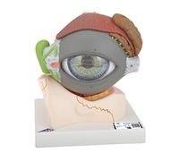 3B Scientific® Ojo Humano - Modelo Anatómico 5 Veces Ampliado en 8 Partes con Estructuras Extraíbles + Smart Anatomy App (Garantía de 5 Años)