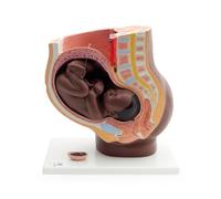 3B Scientific Pelvis de embarazo, 3 piezas, tono de piel oscuro, 3B Smart Anatomy