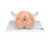 3B Scientific® Pelvis Femenina con Órganos Genitales - Modelo Anatómico Humano de 3 Partes a Tamaño Real + Smart Anatomy App (Garantía de 5 Años)