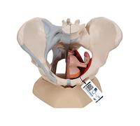 3B Scientific® Pelvis Femenina - Modelo Humano de 4 Partes con Ligamentos, Corte Mediano del Suelo Pélvico & Órganos + Smart Anatomy App (Garantía de 5 Años)