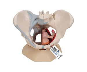 3B Scientific® Pelvis Femenina - Modelo Humano de 4 Partes con Ligamentos, Corte Mediano del Suelo Pélvico & Órganos + Smart Anatomy App (Garantía de 5 Años)