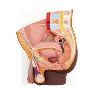 3B Scientific Pelvis masculina, 2 piezas, tono de piel oscuro, 3B Smart Anatomy