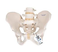 3B Scientific® Pelvis Masculina - Modelo Anatómico Humano a Tamaño Real + Smart Anatomy App (Garantía de 5 Años)