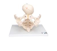 3B Scientific® Pelvis para Demostración del Parto - Modelo Anatómico Femenino a Tamaño Real con Feto & Placenta + Smart Anatomy App (Garantía de 5 Años)