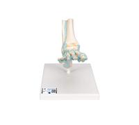 3B Scientific® Pie Esquelético con Ligamentos - Modelo Anatómico Humano a Tamaño Real + Smart Anatomy App (Garantía de 5 Años)