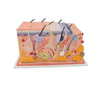 3B Scientific® Piel - Modelo Anatómico Humano en Bloque Ampliado 70 Veces + Smart Anatomy App (Garantía de 5 Años)