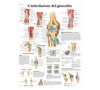 3B Scientific Póster Anatómico de la Columna Vertebral en Italiano, Anatomía para Medicina, Fisioterapia y Educación Sanitaria