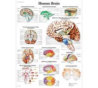 3B Scientific Póster Anatómico del Cerebro en Papel, Detallado Póster Mural de Neuroanatomía para Estudiantes de Medicina, Neurología, Enfermería y Formación Sanitaria