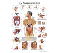 3B Scientific Póster Anatómico del Cerebro Humano en Italiano, Neuroanatomía para Medicina, Neurología, Enfermería y Educación Sanitaria