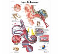 3B Scientific Póster Anatómico del Esqueleto Humano en Francés, Sistema Esquelético para Medicina, Enfermería, Biología y Educación Sanitaria