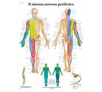 3B Scientific Póster Anatómico del Sistema Muscular Humano en Español, Anatomía Muscular para Medicina, Enfermería, Fisioterapia y Educación Sanitaria
