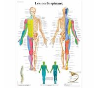 3B Scientific Póster Anatómico del Sistema Muscular Humano en Francés, Anatomía Muscular para Medicina, Enfermería, Fisioterapia y Educación Sanitaria