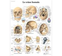 3B Scientific Póster Anatómico del Sistema Muscular Humano en Italiano, Anatomía Muscular para Medicina, Enfermería, Fisioterapia y Educación Sanitaria