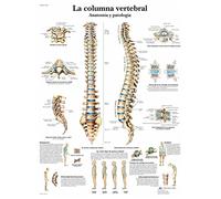 3B Scientific Póster Anatómico del Sistema Nervioso Periférico, Nervios Periféricos para Medicina, Enfermería, Neurología y Educación Sanitaria