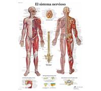 3B Scientific Póster Anatómico del Sistema Vascular Humano en Italiano, Sistema Circulatorio para Estudiantes de Medicina, Enfermería, Fisiología y Educación Sanitaria