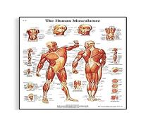 3B Scientific Póster Anatómico en Papel, Detallado Póster Mural de Músculos para Estudiantes de Medicina, Enfermería, Fisioterapia y Formación Sanitaria, Póster Anatómico del Sistema Muscular Humano