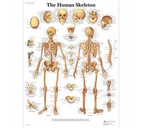 3B Scientific Póster Anatómico en Papel, Detallado Póster Mural del Sistema Esquelético para Estudiantes de Medicina, Enfermería, Biología y Formación Sanitaria, Póster Anatómico del Esqueleto Humano