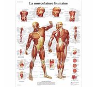 3B Scientific póster anatómico en papel en francés, detallado mapa mural de los músculos para estudiantes de medicina, enfermería, fisioterapia, aulas y formación sanitaria