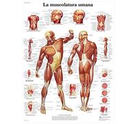 3B Scientific Póster Anatómico en Papel en Italiano, Detallado Póster Mural de los Músculos para Estudiantes de Medicina, Enfermería, Fisioterapia y Formación Sanitaria