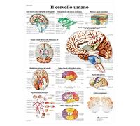 3B Scientific Póster Anatómico en Papel en Italiano, Detallado Póster Mural de Neuroanatomía para Estudiantes de Medicina, Neurología, Enfermería y Formación Sanitaria