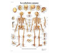 3B Scientific Póster Anatómico en Papel en Italiano, Detallado Póster Mural del Sistema Esquelético para Estudiantes de Medicina, Enfermería, Biología y Formación Sanitaria