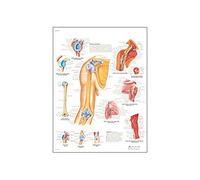 3B Scientific Póster de Anatomía de la Articulación del Hombro y el Codo, Tabla Didáctica del Manguito Rotador, los Ligamentos, los Músculos y las Patologías