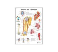 3B Scientific Póster de Anatomía de la Articulación del Hombro y el Codo, Tabla Didáctica del Sistema Musculoesquelético, Anatomía y Patologías, Póster Educativo del Hombro y el Codo