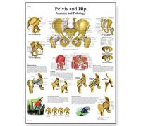 3B Scientific Póster de Anatomía de la Pelvis y de la Articulación de la Cadera, Tabla Didáctica de Anatomía y Patologías, Póster Educativo de la Pelvis y la Cadera