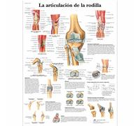 3B Scientific Póster de Anatomía de la Rodilla, Tabla Didáctica de Ligamentos, Meniscos y Patologías para Educación Médica, Póster Educativo de la Articulación de la Rodilla