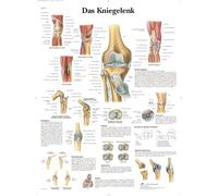3B Scientific Póster de Anatomía de la Rodilla, Tabla Didáctica de Ligamentos, Meniscos y Patologías para Educación Médica y Anatómica, Póster Educativo de la Articulación de la Rodilla