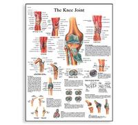 3B Scientific Póster de Anatomía de la Rodilla, Tabla Didáctica sobre los Ligamentos, Meniscos y la Estructura de la Articulación, Póster Educativo de la Articulación de la Rodilla