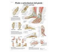 3B Scientific Póster de Anatomía de las Articulaciones del Pie y Patologías, Tabla Didáctica para Educación Médica, Póster Educativo de Anatomía del Pie y el Tobillo