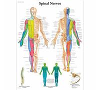 3B Scientific Póster de Anatomía de los Nervios Espinales, Dermatomas y Nervios Periféricos para Medicina, Enfermería, Neurología y Educación Sanitaria