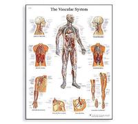 3B Scientific Póster de Anatomía de los Vasos Sanguíneos Humanos, Tabla Didáctica de las Arterias y Venas, Anatomía del Sistema Circulatorio, Póster Educativo del Sistema Vascular
