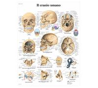 3B Scientific Póster de Anatomía del Cráneo, Póster de Pared de los Huesos Craneales y la Anatomía de la Cabeza para Medicina, Odontología y Educación en Anatomía, Póster Educativo del Cráneo Humano