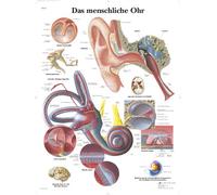 3B Scientific Póster de Anatomía del Oído, Tabla Didáctica del Oído Externo, Medio e Interno para Educación Médica, Póster Educativo del Oído Humano