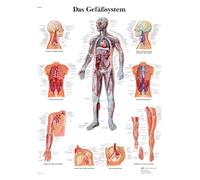 3B Scientific Póster de Anatomía del Sistema Circulatorio Humano, Póster Didáctico de Arterias y Venas, Póster Mural para Educación Médica, 50 × 67 cm, Alemán, Póster Educativo del Sistema Vascular