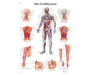 3B Scientific Póster de Anatomía del Sistema Circulatorio Humano, Póster Didáctico de Arterias y Venas, Póster Mural para Educación Médica, 50 × 67 cm, Alemán, Póster Educativo del Sistema Vascular