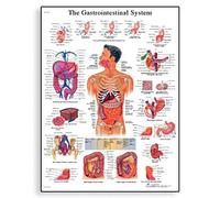 3B Scientific Póster de Anatomía del Sistema Digestivo, Tabla Didáctica del Estómago, los Intestinos, el Hígado y el Tracto Digestivo, Póster Educativo del Sistema Gastrointestinal