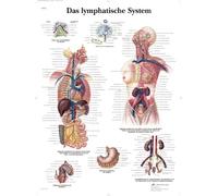 3B Scientific Póster de Anatomía del Sistema Linfático Humano, Tabla Didáctica de los Ganglios Linfáticos, los Vasos Linfáticos y los Órganos Linfáticos, Póster Educativo del Sistema Linfático
