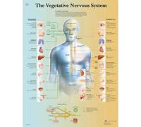 3B Scientific Póster de Anatomía del Sistema Nervioso Autónomo, Tabla Didáctica del Sistema Nervioso Simpático y Parasimpático, Póster Educativo del Sistema Nervioso Vegetativo