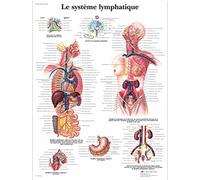 3B Scientific Póster de Anatomía Linfática, Lámina Didáctica de Ganglios y Vasos Linfáticos para Medicina y Educación Anatómica, Póster Educativo del Sistema Linfático Humano