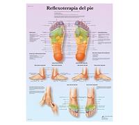 3B Scientific Póster de Anatomía Reflexológica del Pie en Español, Zonas Reflejas para Reflexología, Masoterapia y Ciencias de la Salud