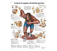3B Scientific Póster de Anatomía y Fisiología del Corazón Humano en Italiano, Sistema Cardiovascular para Medicina, Enfermería, Cardiología y Educación Sanitaria