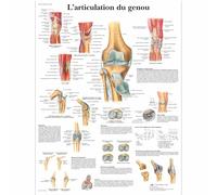 3B Scientific Póster de Anatomía y Patología del Pie y Tobillo en Español, Podología, Fisioterapia y Educación Sanitaria