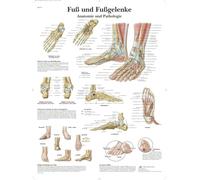 3B Scientific Póster de Anatomía y Patologías del Pie y el Tobillo, Póster Ortopédico de Pared para Estudiantes de Medicina, Enfermería y Fisioterapia, Póster Educativo del Pie y el Tobillo
