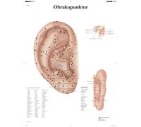 3B Scientific Póster de Auriculoterapia, Tabla Didáctica de Puntos de Acupuntura Auricular y Meridianos para la Educación en Medicina Tradicional China, Póster Educativo de Acupuntura Auricular