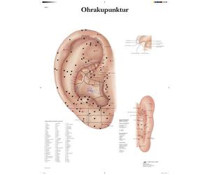 3B Scientific Póster de Auriculoterapia, Tabla Didáctica de Puntos de Acupuntura Auricular y Meridianos para la Educación en Medicina Tradicional China, Póster Educativo de Acupuntura Auricular