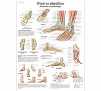 3B Scientific Póster de Patologías del Pie y Tobillo en Francés, Póster Mural Educativo para Ortopedia, Podología y Educación Médica, Póster de Anatomía del Pie y Tobillo