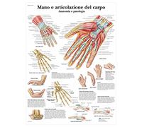 3B Scientific Póster Educativo de Anatomía de la Mano y la Muñeca, Huesos del Carpo, Tendones y Nervios para Medicina y Educación Sanitaria